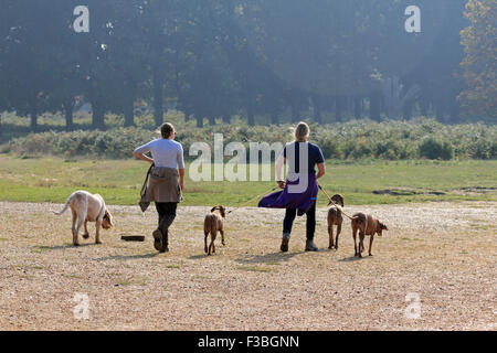 Richmond Park, SW London. 4th October 2015. The dogs and their owners enjoy another day of sunshine in South East England with blue skies and a gentle breeze temperaturesrise to 16 degrees. Credit:  Julia Gavin UK/Alamy Live News