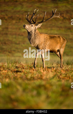 Large male red deer stag strutting in early morning light