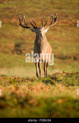 Large red deer male stag walking towards camera. Stock Photo