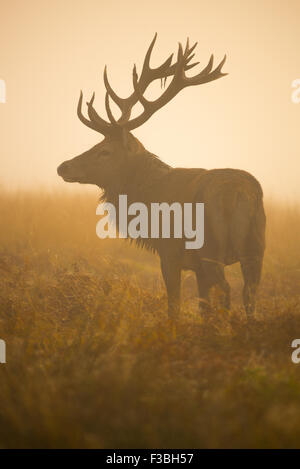 Large red deer stag in thick early morning fog.