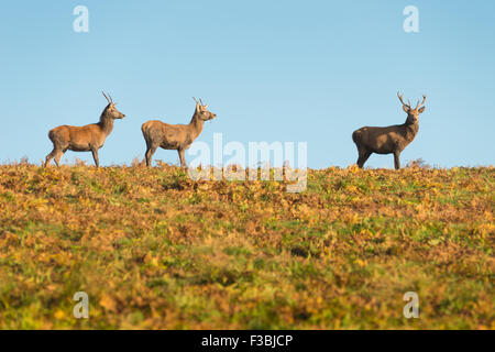 Two young red deer stags following older stag Stock Photo