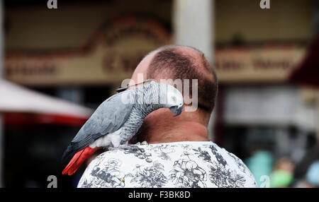 Brighton UK Sunday 4th October 2015 - Sweetie the parrot enjoys a walk out with his owner and friends as they enjoy the beautiful late summer sunshine on Brighton seafront today . The weather is expected to take a turn for the worse with rain forecast to sweep in from tomorrow  Credit:  Simon Dack/Alamy Live News Stock Photo