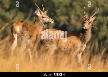 Two young red deer stags Stock Photo