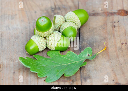 Quercus petraea, the Irish oak tree, national tree of Ireland, in ...