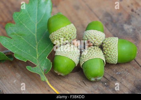 Sessile oak (Quercus petraea) acorn Stock Photo