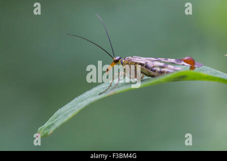 Male common scorpionfly (Panorpa communis) Stock Photo