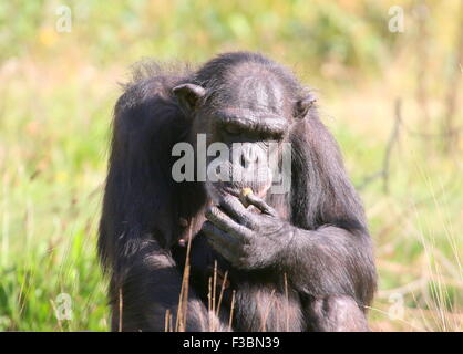Mature female Common chimpanzee (Pan troglodytes) in closeup Stock Photo