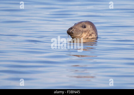 Swimming Common seal - Cape Code peninsula , Atlantic Ocean Stock Photo