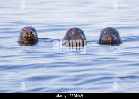 Swimming Common seals - Cape Code peninsula , Atlantic Ocean Stock Photo