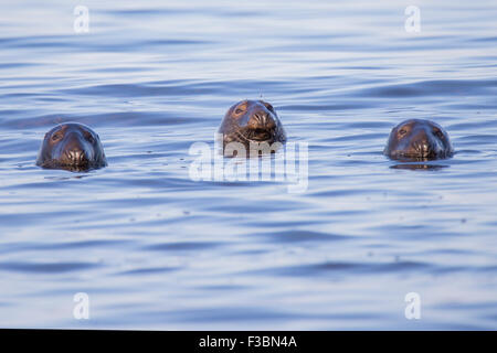 Swimming Common seals - Cape Code peninsula , Atlantic Ocean Stock Photo