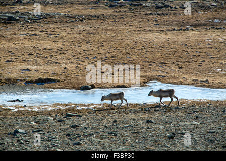 Herd of reindeers in Iceland in spring Stock Photo