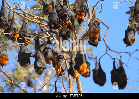 The grey-headed flying fox (Pteropus poliocephalus) is a megabat native to Australia and is the largest bat in Australia. Stock Photo