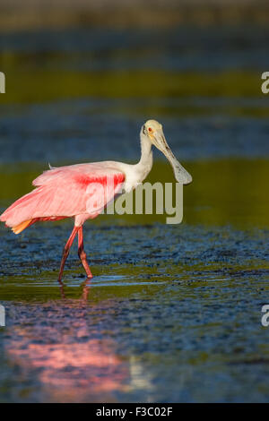 Roseate Spoonbill standing in shallow lagoon, with reflection, in Little Estero Lagoon, Fort Myers Beach, Florida, USA Stock Photo