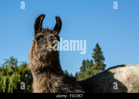 Llama portrait at the Purple Crayon Ranch in Leavenworth, Washington, USA Stock Photo