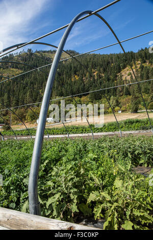 Uncovered greenhouse with Black King Eggplant growing at Oh Yeah! Farms organic farm in Leavenworth, Washington, USA Stock Photo