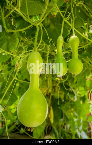 Speckled Swan Gourd, a bottle / birdhouse gourd, growing on an arbor in a greenhouse in Leavenworth, Washington, USA Stock Photo