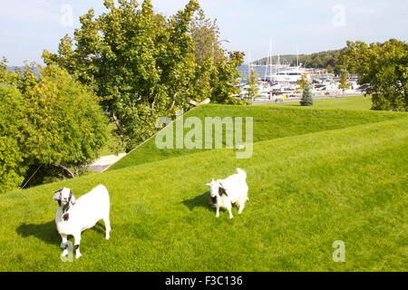 Goats on the roof at Al Johnson's Swedish Restaurant, Sister Bay, Door County, Wi Stock Photo