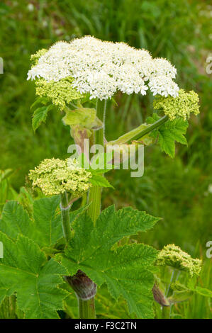 Cow parsnip near North Head Lighthouse, Cape Disappointment State Park, Lewis and Clark National Historical Park, Washington Stock Photo