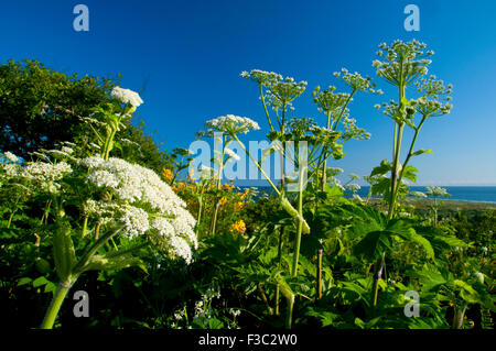 Cow parsnip on McKenzie Head, Cape Disappointment State Park, Lewis and Clark National Historical Park, Washington Stock Photo