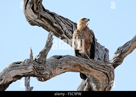A Steppe Buzzard (Buteo vulpinus) sitting on a dead tree somewhere in Krueger National Park, South Africa. Stock Photo
