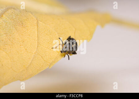 the mustached black bug sits on a yellow leaf Stock Photo