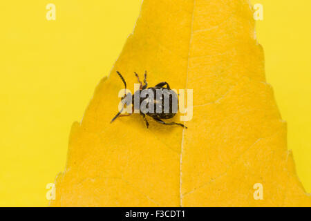 the mustached black bug sits on a yellow leaf Stock Photo