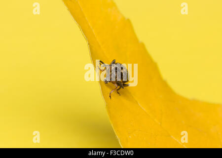 the mustached black bug sits on a yellow leaf Stock Photo