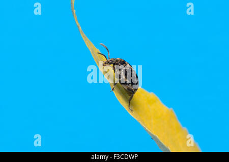 the mustached black bug sits on a yellow leaf Stock Photo