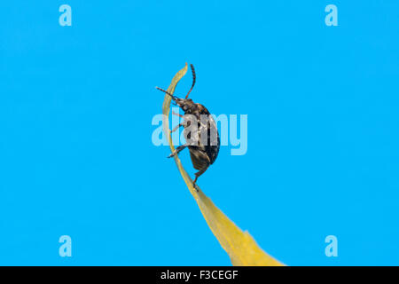 the mustached black bug sits on a yellow leaf Stock Photo