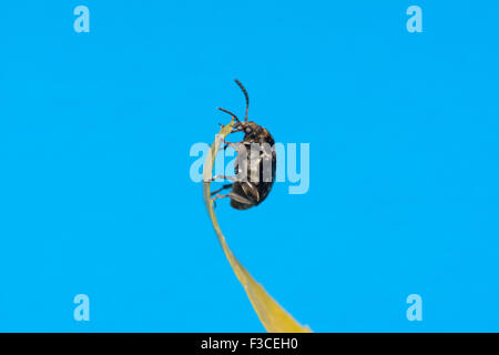 the mustached black bug sits on a yellow leaf Stock Photo