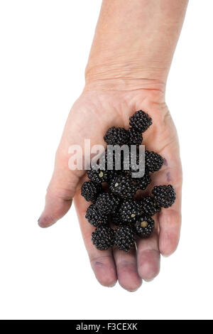 Black blackberries in a hand of the rural farmer. Dirty fingers and nails, but pure and juicy berries. Isolated studio shot Stock Photo