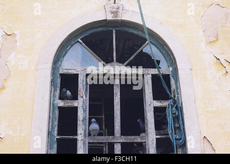 Pigeons perched on broken window in abondoned building Stock Photo