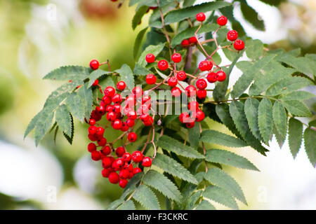 European Rowan berries and leaves. Stock Photo