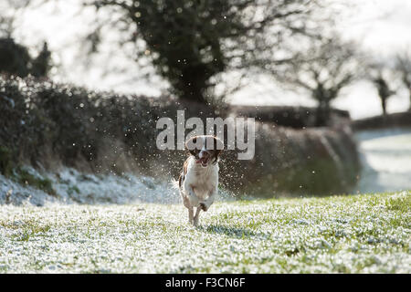 Springer spaniel running in the snow towards the camera Stock Photo