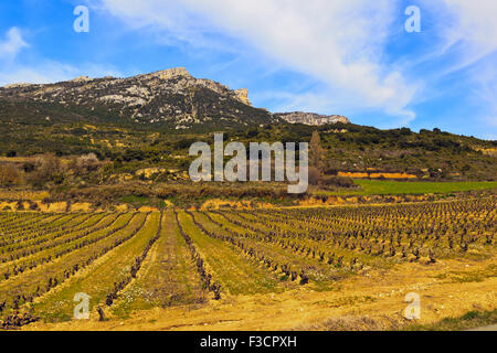 Field of grape vines early spring in the Ebro Valley, Rioja, Spain Stock Photo