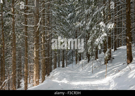 Österreich, Niederösterreich, Lackenhof am Ötscher, Waldweg im Winter Stock Photo