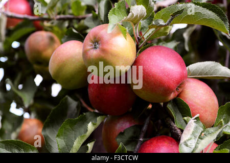 Yellow and red apples ripening on the branch in an orchard before harvest Stock Photo