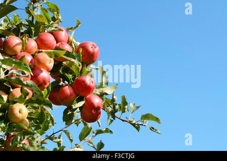 Bright red apples growing high on the tree against a blue autumn sky Stock Photo