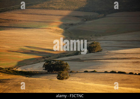 rolling farmland in the Overberg region near Villiersdorp, Western Cap, South Africa Stock Photo