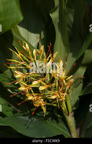 Yellow Wild Kahili Ginger flower. Family: Zingiberaceae