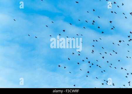 a large flock of birds is  flying Stock Photo