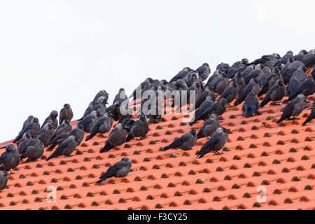 Jackdaws sitting on a tiled roof Stock Photo