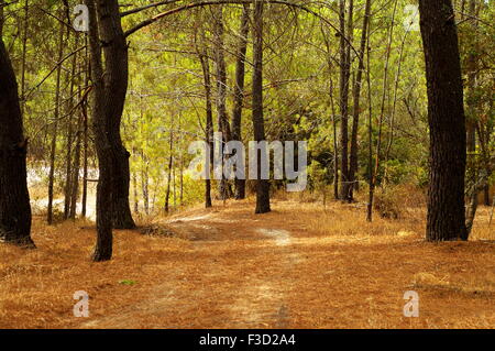 Reddish path through a forest of light Stock Photo