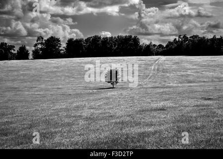 Lonely tree stands in a field. Stock Photo