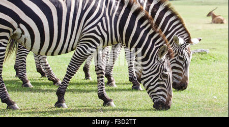 Beautiful background with the zebras on the green field