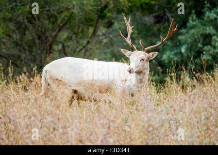 Wild South Texas White Fallow deer in tall grass Stock Photo