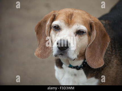 elderly beagle dog partial body looks up at camera with sleepy squinting eyes against a cement background. Stock Photo