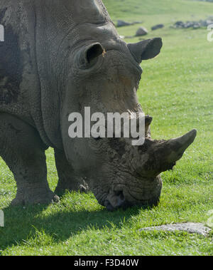 Beautiful portrait of the white rhinoceros on the field