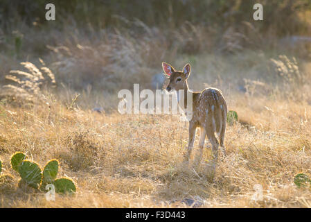 Wild South Texas Axis, Chital, or spotted Deer Fawn. Stock Photo