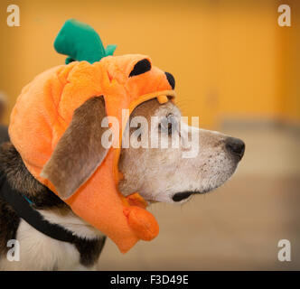 Profile of senior beagle dog wearing Halloween costume of a pumpkin on his head Stock Photo